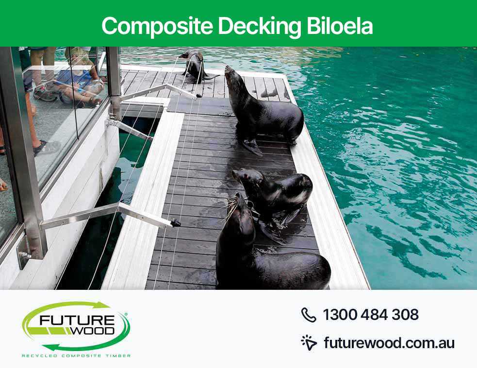 A gathering of sea lions on a dock made of composite deck boards in Biloela
