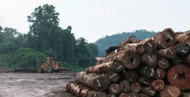 Is Merbau Decking The Right Choice For Your Home?